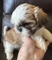 Brown Collar, a male Shih Tzu for sale in Coatsburg, IL – 8 of 10
