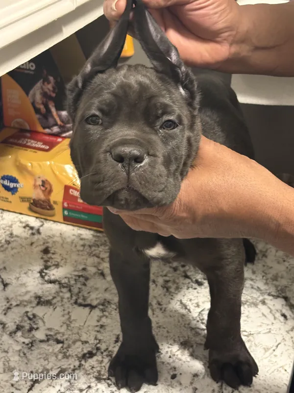 Blue – Cane Corso puppy for sale in Dallas, TX