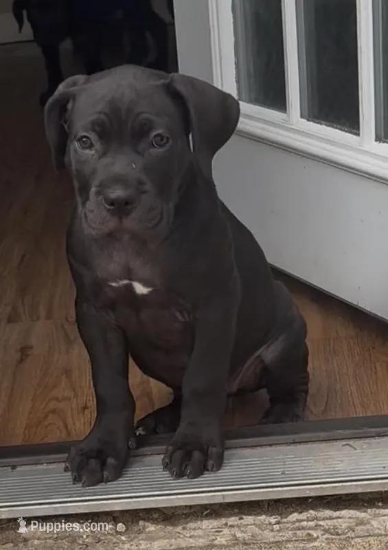 Lexi, a female Cane Corso for sale in Dallas, TX – 1 of 1