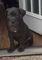 Lexi, a female Cane Corso for sale in Dallas, TX – 1 of 1
