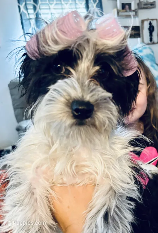RJ – Coton de Tulear puppy for sale in Ranburne, AL