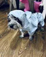 RJ, a male Coton de Tulear for sale in Ranburne, AL – Photo 3 of 3