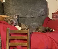 Demi Lou, a female American Bully for sale in Ranburne, AL – Photo 6 of 7