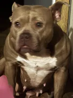 Demi Lou, a female American Bully for sale in Ranburne, AL – Photo 5 of 7