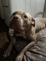 Demi Lou, a female American Bully for sale in Ranburne, AL – Photo 7 of 7