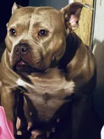 Demi Lou, a female American Bully for sale in Ranburne, AL – Photo 2 of 7