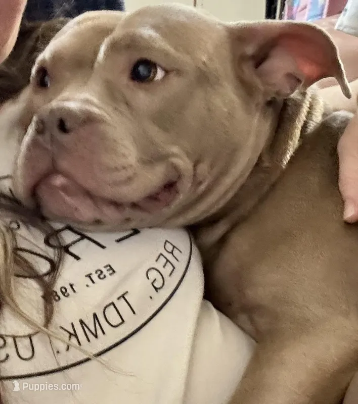 Demi Lou – American Bully puppy for sale in Ranburne, AL