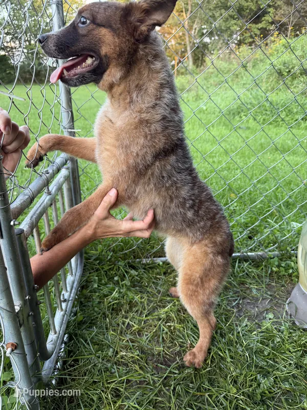 Diva  – Australian Cattle Dog puppy for sale in New Florence, PA