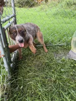 Diva , a female Australian Cattle Dog for sale in New Florence, PA – 5 of 5