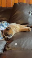 Diva, a female Australian Cattle Dog for sale in New Florence, PA – 2 of 3