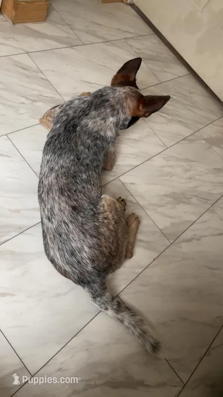 Remi – Australian Cattle Dog puppy for sale in New Florence, PA