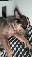 Remi, a male Australian Cattle Dog for sale in New Florence, PA – 3 of 4