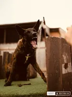 Havoc, a male Belgian Malinois and Dutch Shepherd for sale in New Florence, PA – 2 of 7