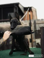 Havoc, a male Belgian Malinois and Dutch Shepherd for sale in New Florence, PA – 1 of 7