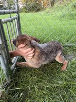 Diva , a female Australian Cattle Dog for sale in New Florence, PA – 2 of 5