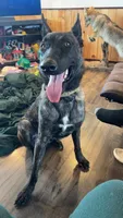 Havoc, a male Belgian Malinois and Dutch Shepherd for sale in New Florence, PA – 7 of 7
