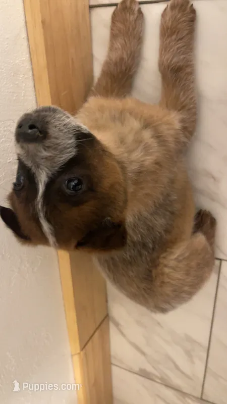 Diva – Australian Cattle Dog puppy for sale in New Florence, PA