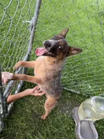Diva , a female Australian Cattle Dog for sale in New Florence, PA – 4 of 5