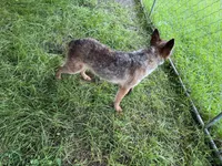 Diva , a female Australian Cattle Dog for sale in New Florence, PA – 3 of 5