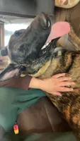 Havoc, a male Belgian Malinois and Dutch Shepherd for sale in New Florence, PA – 6 of 7