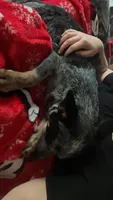 Minnie, a female Australian Cattle Dog for sale in New Florence, PA – 2 of 3