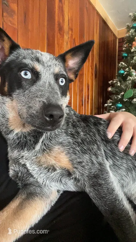 Minnie – Australian Cattle Dog puppy for sale in New Florence, PA