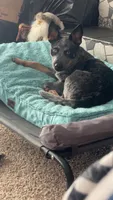 Minnie, a female Australian Cattle Dog for sale in New Florence, PA – 3 of 3
