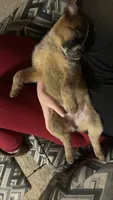 Diva, a female Australian Cattle Dog for sale in New Florence, PA – 4 of 5