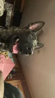 Havoc, a male Belgian Malinois and Dutch Shepherd for sale in New Florence, PA – 5 of 7