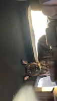 Havoc, a male Belgian Malinois and Dutch Shepherd for sale in New Florence, PA – 4 of 7