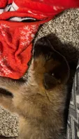 Diva, a female Australian Cattle Dog for sale in New Florence, PA – 3 of 3
