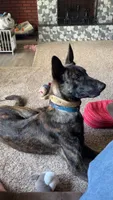 Havoc, a male Belgian Malinois and Dutch Shepherd for sale in New Florence, PA – 3 of 7