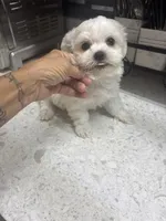 Cuddles, a male Maltese for sale in Spring Hill, FL – 2 of 2