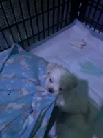 Dexter, a male Maltese for sale in Spring Hill, FL – 2 of 2