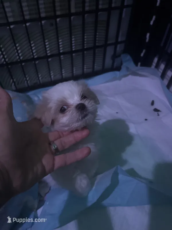 Sammy – Maltese puppy for sale in Spring Hill, FL