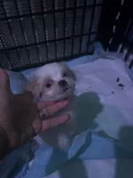 Sammy, a male Maltese for sale in Spring Hill, FL – 1 of 1