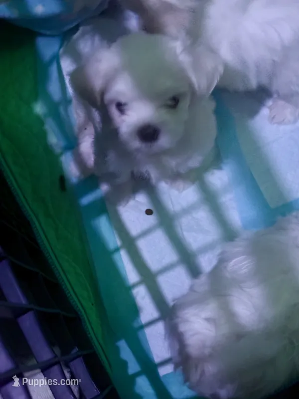 Dexter – Maltese puppy for sale in Spring Hill, FL