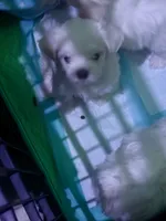 Dexter, a male Maltese for sale in Spring Hill, FL – 1 of 2