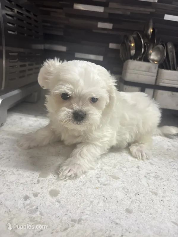 Cuddles – Maltese puppy for sale in Spring Hill, FL