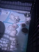 Bella, a female Maltese for sale in Spring Hill, FL – 3 of 4