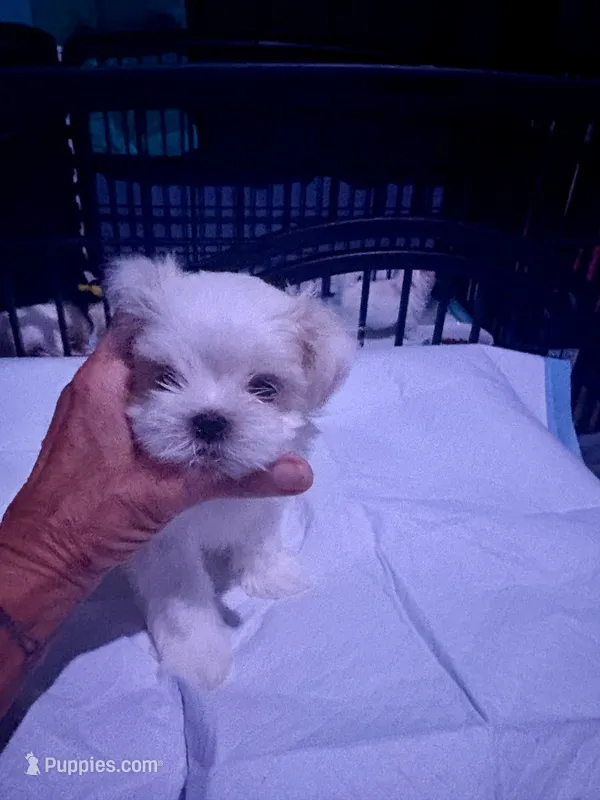 Bella – Maltese puppy for sale in Spring Hill, FL