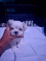 Bella, a female Maltese for sale in Spring Hill, FL – 1 of 4