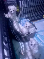 Bella, a female Maltese for sale in Spring Hill, FL – 4 of 4