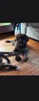 Puma, a male Poodle - Miniature  and English Goldendoodle for sale in Des Moines, IA – 4 of 4