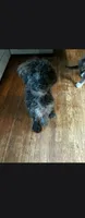 Puma, a male Poodle - Miniature  and English Goldendoodle for sale in Des Moines, IA – 2 of 4