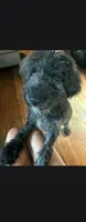 Puma, a male Poodle - Miniature  and English Goldendoodle for sale in Des Moines, IA – 3 of 4