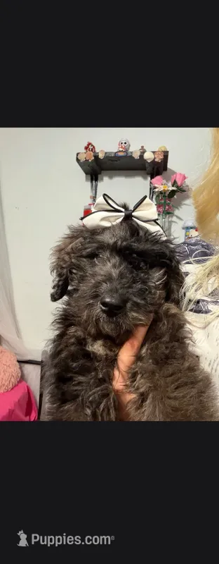 Puma – Poodle - Miniature , English Goldendoodle puppy for sale in Des Moines, IA