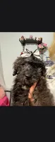Puma, a male Poodle - Miniature  and English Goldendoodle for sale in Des Moines, IA – 1 of 4