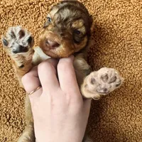 Pink girl , a female Aussiedoodle for sale in Cumming, GA – Photo 2 of 6