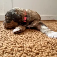 Pink girl , a female Aussiedoodle for sale in Cumming, GA – Photo 1 of 6